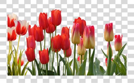 下载 春天 Flowers 为了 Your 婚礼 紅 Tulip 花 PNG file