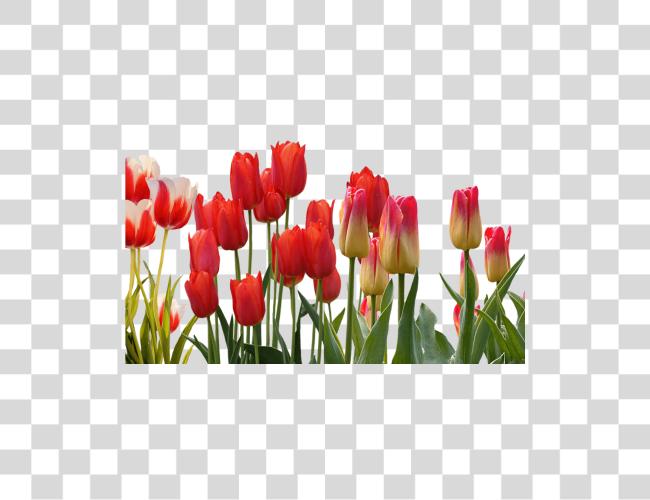 Download Spring Flowers For Your Wedding Red Tulip Flower Clip Art