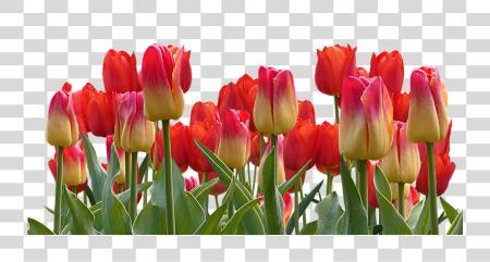 Download Tulips primavera naturaleza flor Flowers Tulip Garden PNG file