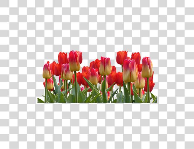 Download Tulips Spring Nature Flower Flowers Tulip Garden Clip Art