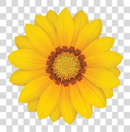 Download Gazania Single flor PNG file