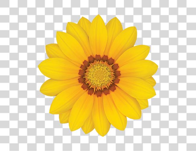 Download Gazania Single Flower Clip Art