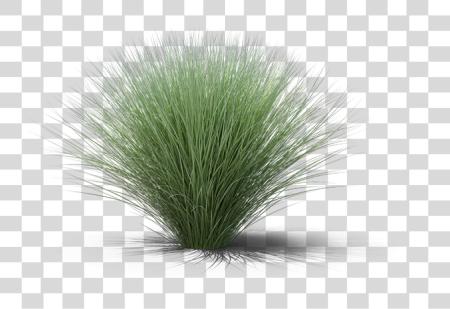 下载 甜 Grass PNG file