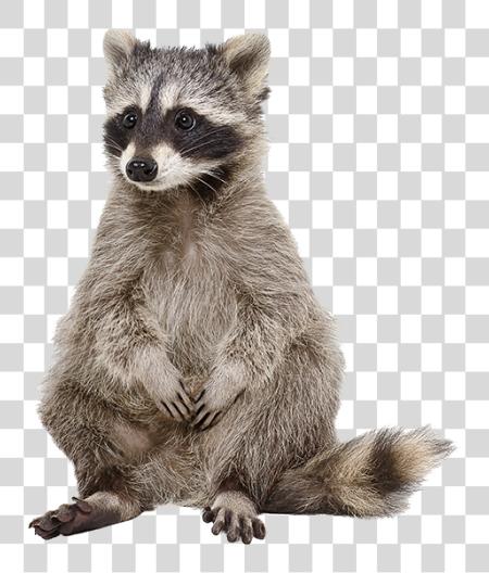 下载 Raccoon Raccoon Stock PNG file