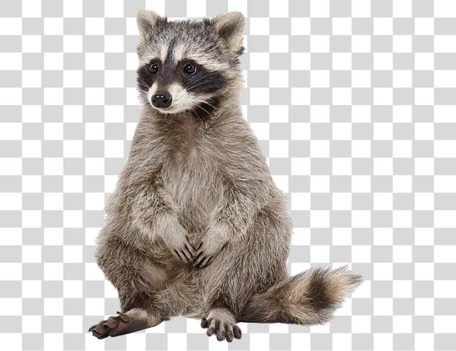 Download Raccoon Raccoon Stock Clip Art