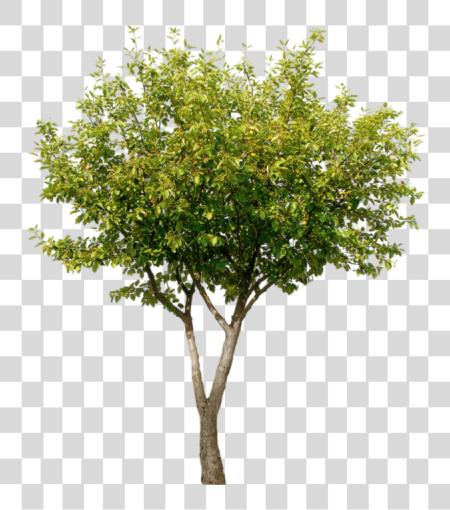 下载 Image Arbre Arbol De Render PNG file