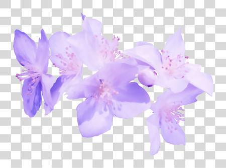 下载 Flores Moradas En Transparente Flores Moradas En Transparente PNG file