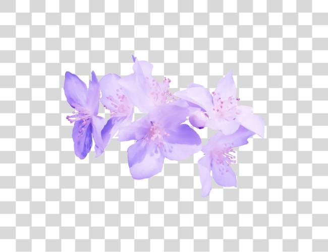 下载 Flores Moradas En Transparente Flores Moradas En Transparente Clip 艺术