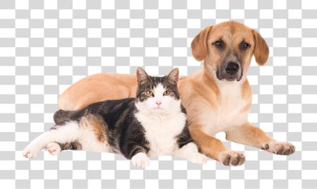 Download Perro Y Gato Maltrato animal Numero De Telefono PNG file