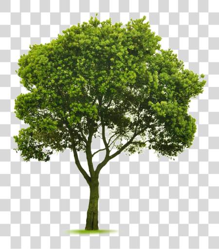 Download Elm Tree Photoshop Design Tree Photoshop Photoshop Small Tree PNG file