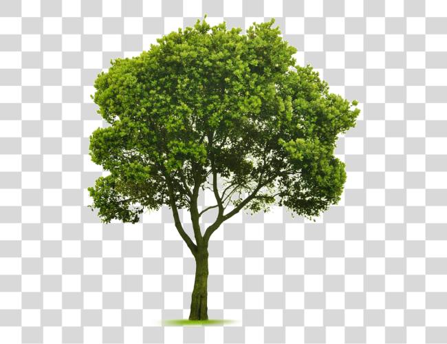 Download Elm Tree Photoshop diseño Tree Photoshop Photoshop pequeño Tree Clip arte