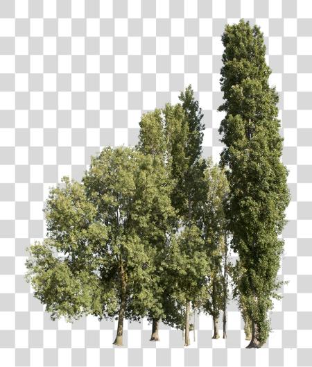 Download grupo Trees racimo Of Tree Cutout PNG file