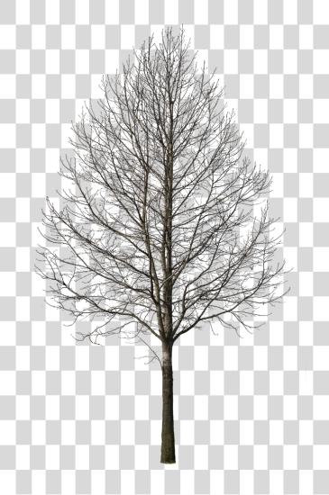 下载 Deciduous Tree 冬天 我 Cut 出 Tree 冬天 PNG file