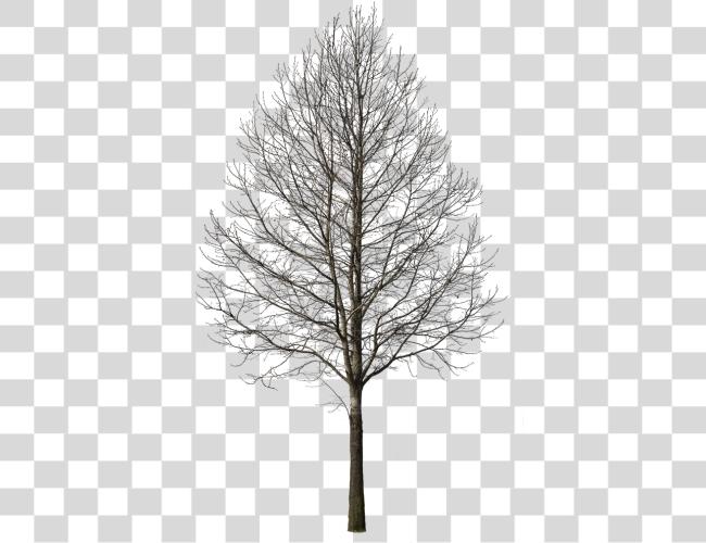 Download Deciduous Tree Winter I Cut Out Tree Winter Clip Art