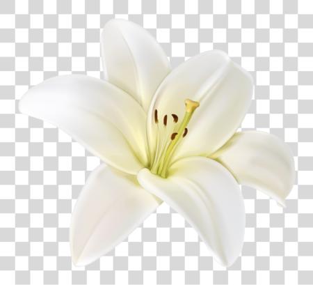 Download Doodle rosa Doodle blanco flor blanco Flowers blanco flor PNG file