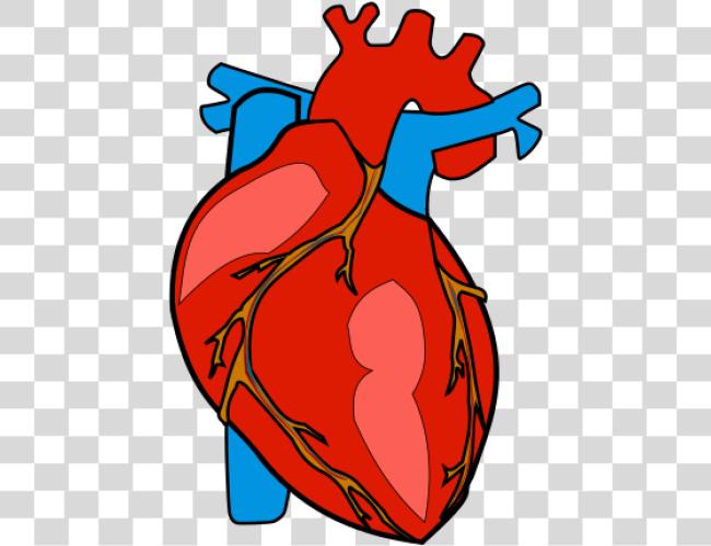 Download Human Body Heart Anatomy Organ Human Heart Clip Art