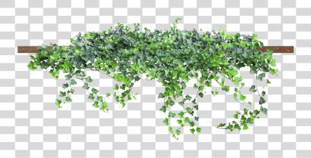 Download Enredadera Ivy Plant Texture PNG file