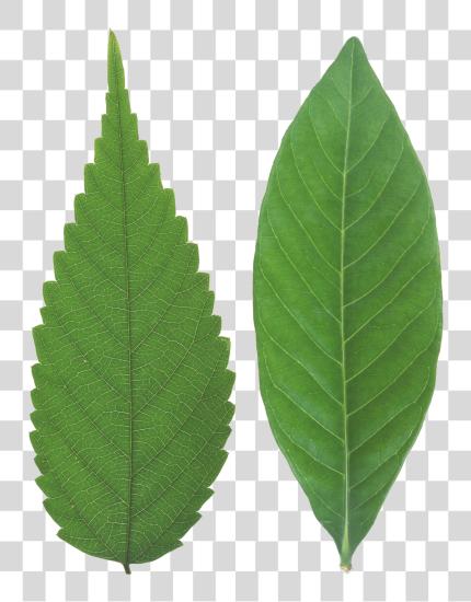 Download Green Leaf Leaf Texture PNG file