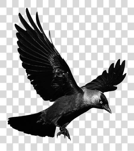 Download cuervo pajaro negro glitch terror miedo ave Crow Fly No PNG file