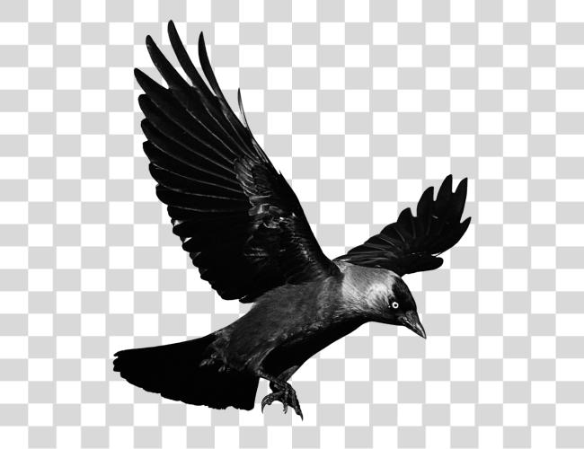 Download cuervo pajaro negro glitch terror miedo ave Crow Fly No Clip Art