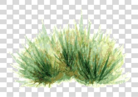 Download Watercolor Painting Plant Drawing Shrub Watercolor PNG file