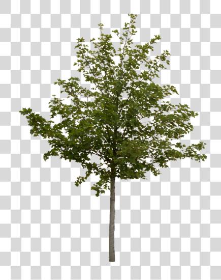 下载 Photoshop Tree Cut 出 PNG file