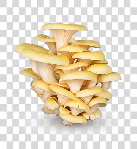 Download champiñones Oyster Mushroom PNG file