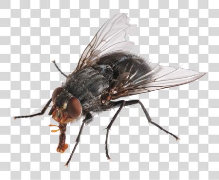 Download Fly Body Of A Fly PNG file