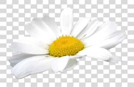 Download Camomile Flowers Chamomile Flower PNG file