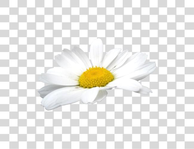 Download Camomile Flowers Chamomile Flower Clip Art