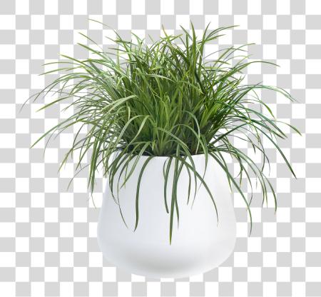 Download Home Collection Pure Cone Pot Plant PNG file