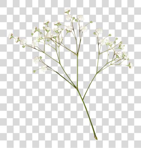 下载 一个 E L L 一个 Babys Breath PNG file