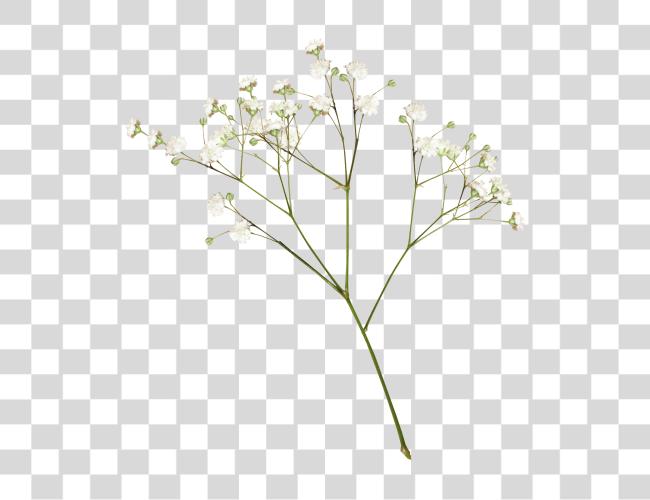 Download A E L L A Babys Breath Clip Art