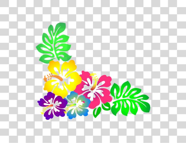 Download flor Hawaii Hibiscus Luau colorido Hawaiian flores Clip arte