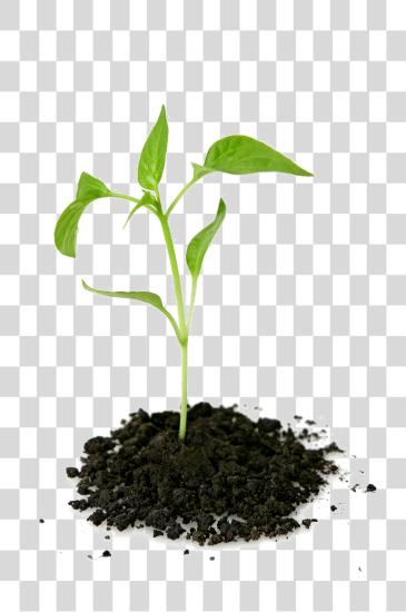 下载 Growing Plant Picture Plant Growing PNG file