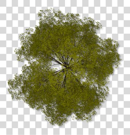 Download Tree arriba Arboles En Planta PNG file