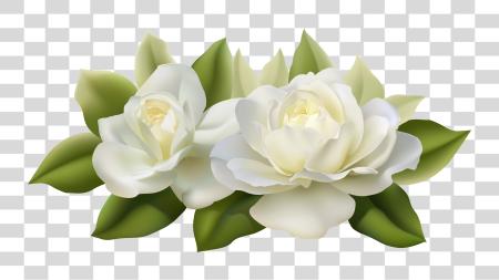 下载 Gardenia Flowers PNG file