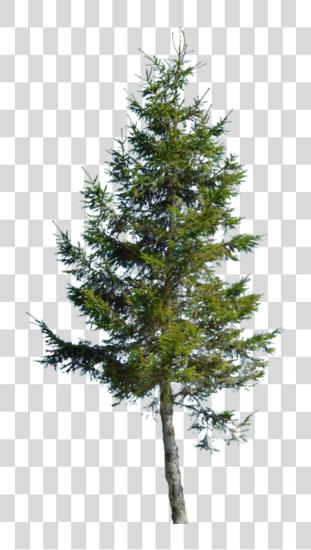 Download Backdrop Conifer Large Red Pine PNG file