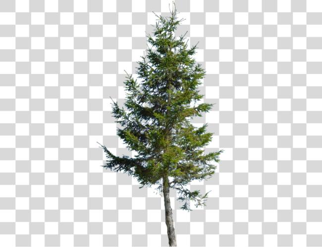 Download Backdrop Conifer Large Red Pine Clip Art