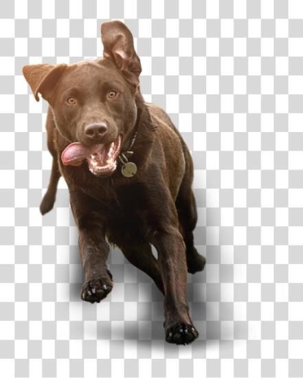 Download Running Dog1 Running Dog1 Dog Running PNG file