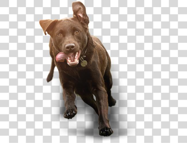 Download Running Dog1 Running Dog1 Dog Running Clip Art