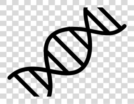 Download Dna Structure White Dna PNG file