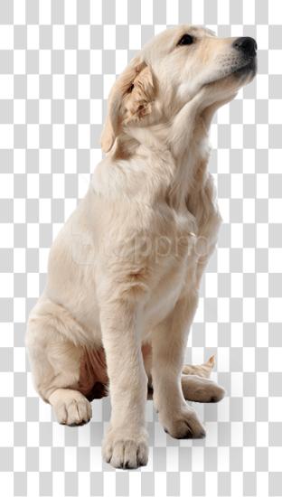 下载 Dog Dog 为了 Photoshop PNG file