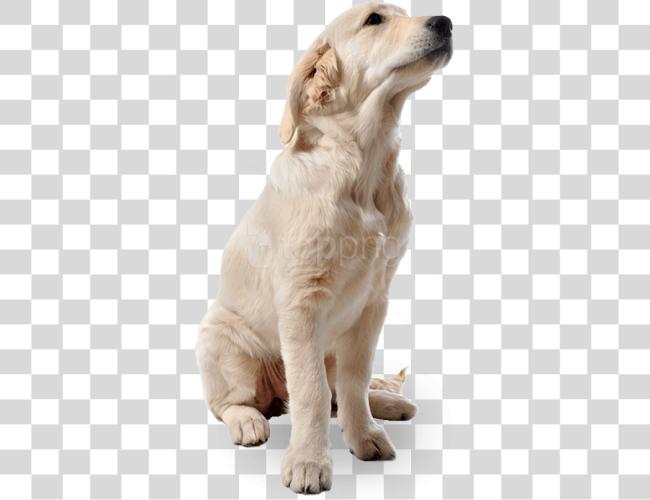 Download Dog Dog For Photoshop Clip Art