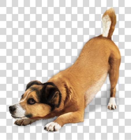 Download Ready For Jump Dog Dog PNG file