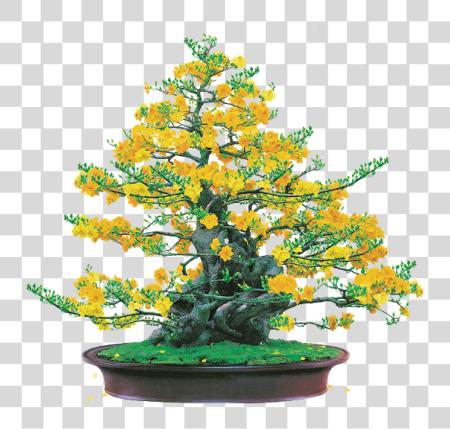 下载 Hoa Mai Ochna Tree PNG file