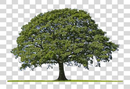 下载 Aerial 视图 Of Oak Tree Oak Tree PNG file