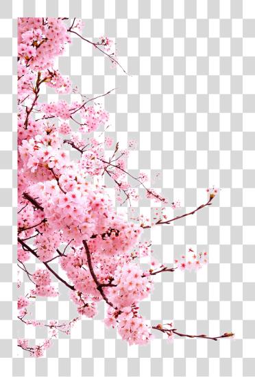 Download Blossom Cherry Flower Japanese Blossoms Image Japanese Cherry Blossoms PNG file