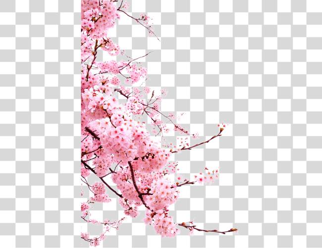 Download Blossom Cherry Flower Japanese Blossoms Image Japanese Cherry Blossoms Clip Art