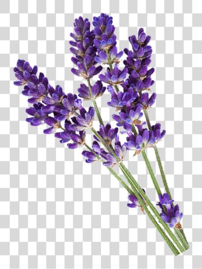 下载 Lavender Has Been Known 为了 Centuries 为了 它的 Many Lavender 花 为了 Logo PNG file